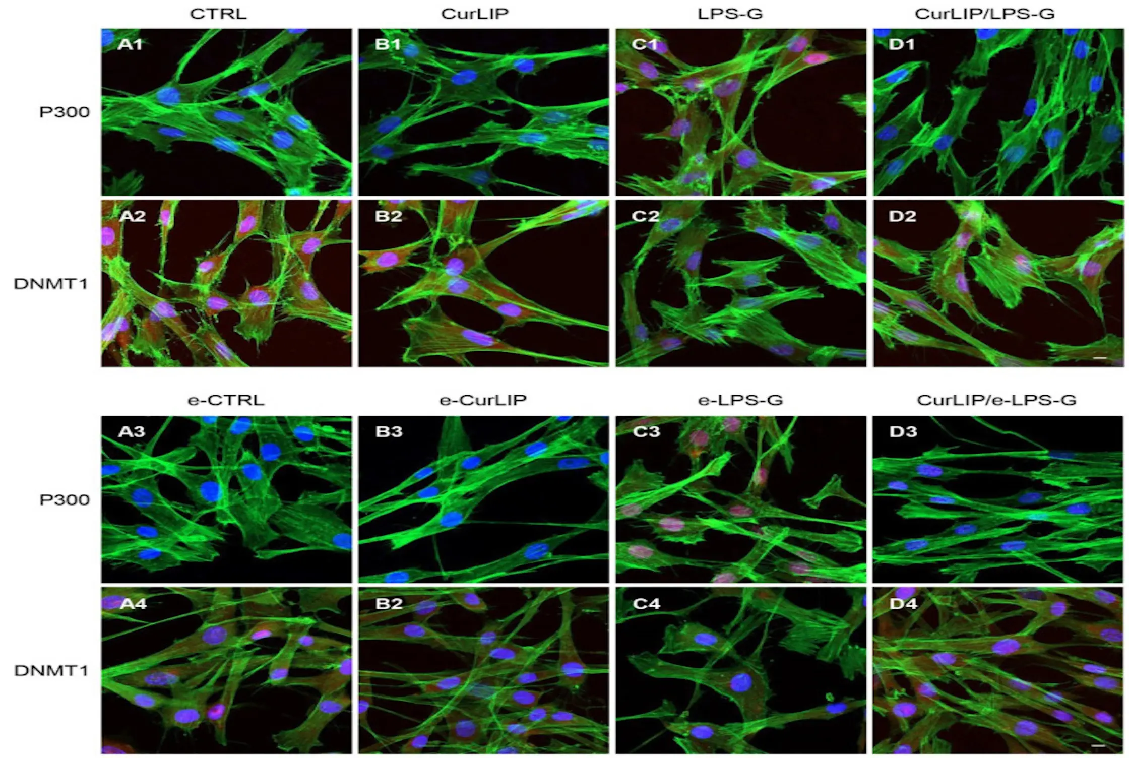 Expression levels of DNMT1 and p300 proteins in stem cells treated with liposomal curcumin, highlighting epigenetic changes.