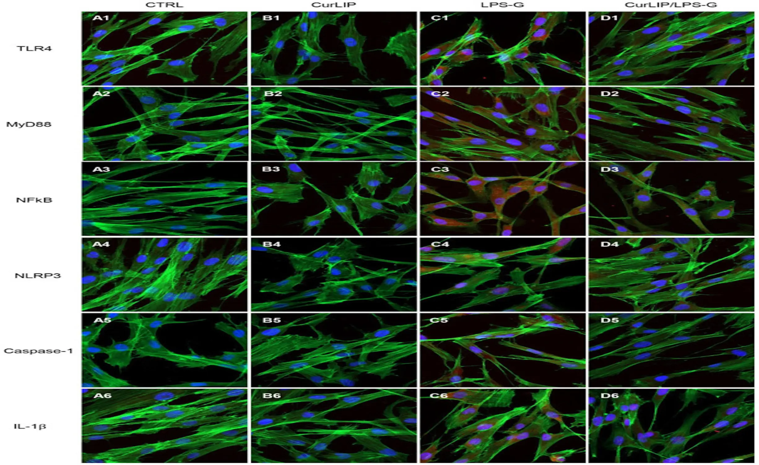 Immunofluorescence imaging showing protein expression changes in human periodontal ligament stem cells treated with liposomal curcumin.