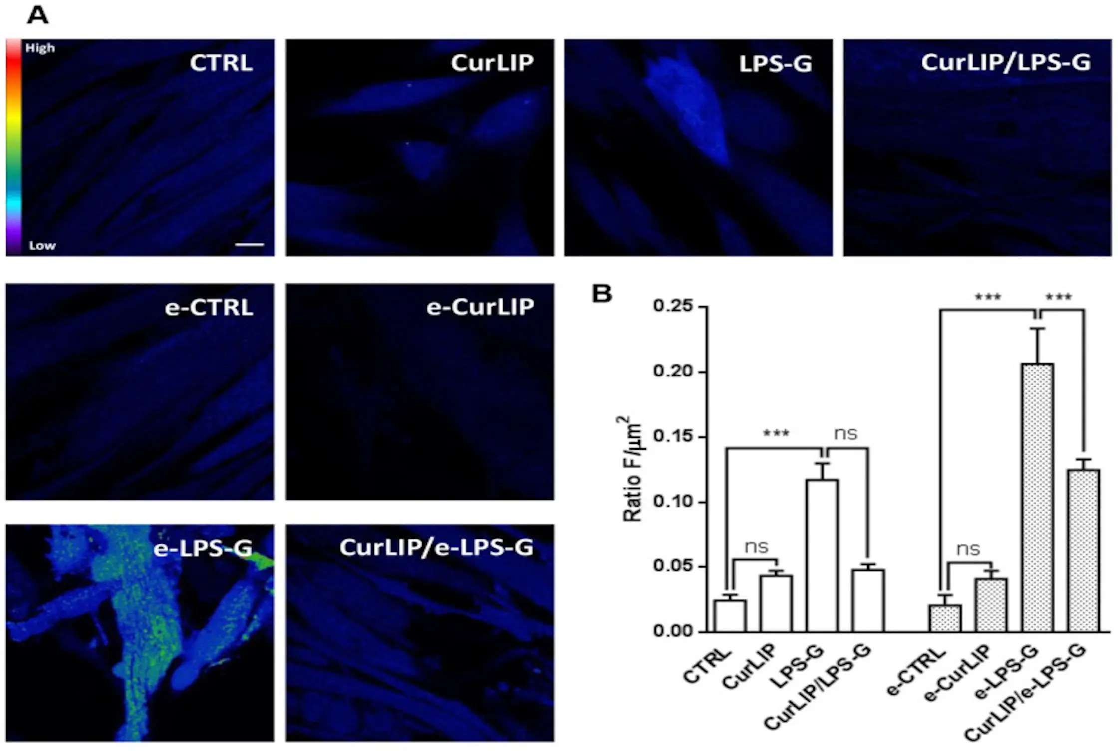 Fluorescence images showing levels of ROS in cells treated with liposomal curcumin.